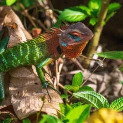 Sinharaja Forest Reserve - Horana