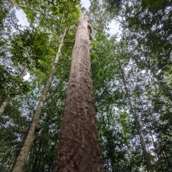 Sinharaja Forest Reserve - Horana