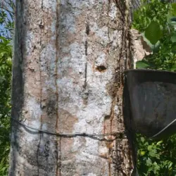 Thudugala Ella Waterfall - Horana