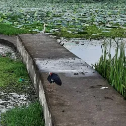 Attidiya Bird Sanctuary - Kadawatha