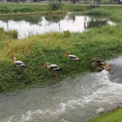 Attidiya Bird Sanctuary - Kadawatha