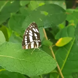 Attidiya Bird Sanctuary - Kadawatha