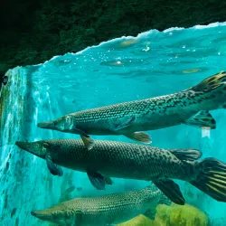 Dehiwala Zoo (National Zoological Gardens) - Kadawatha