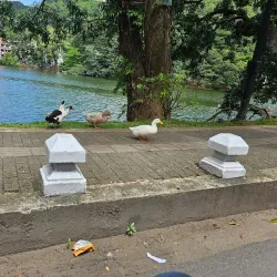 Kandy Lake - Kandy