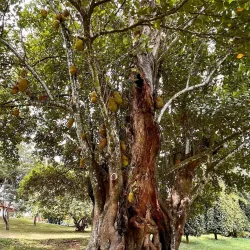 Royal Botanical Gardens, Peradeniya - Kandy