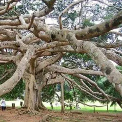 Royal Botanical Gardens, Peradeniya - Kandy