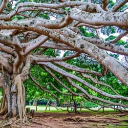 Royal Botanical Gardens, Peradeniya - Kandy