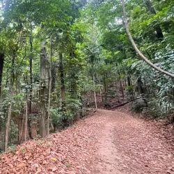 Udawattakele Forest Reserve - Kandy