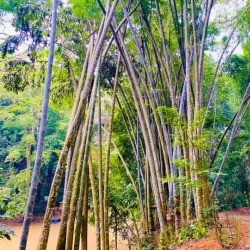 Udawattakele Forest Reserve - Kandy