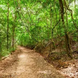 Udawattakele Forest Reserve - Kandy