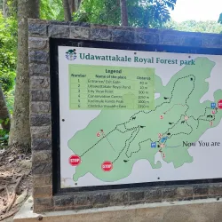 Udawattakele Forest Reserve - Kandy