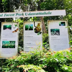 Udawattakele Forest Reserve - Kandy