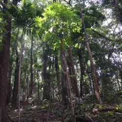 Udawattakele Forest Reserve - Kandy