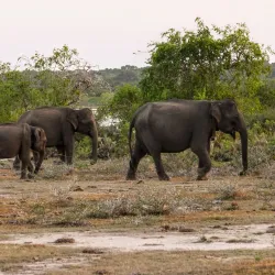 Yala National Park - Kataragama