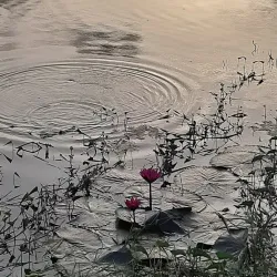 Attidiya Bird Sanctuary - Kiribathgoda