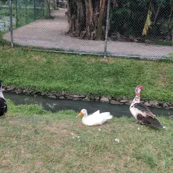 Attidiya Bird Sanctuary - Kiribathgoda