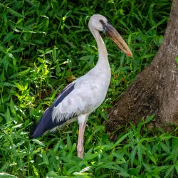 Attidiya Bird Sanctuary - Kiribathgoda