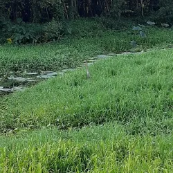 Attidiya Bird Sanctuary - Kiribathgoda