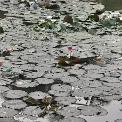 Attidiya Bird Sanctuary - Kiribathgoda