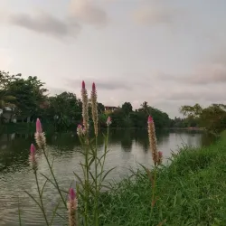 Kolonnawa Wetlands - Kolonnawa