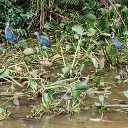 Kolonnawa Wetlands - Kolonnawa