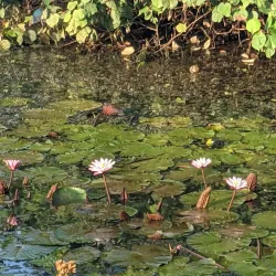 Kolonnawa Wetlands - Kolonnawa