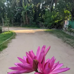 Kolonnawa Wetlands - Kolonnawa