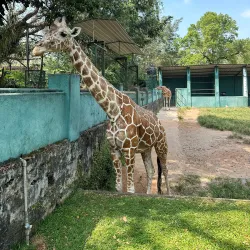 Dehiwala Zoo (National Zoological Gardens of Sri Lanka) - Kotikawatta