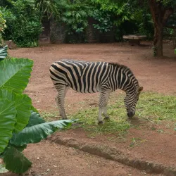 Dehiwala Zoo (National Zoological Gardens of Sri Lanka) - Kotikawatta