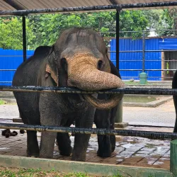 Dehiwala Zoo (National Zoological Gardens of Sri Lanka) - Kotikawatta