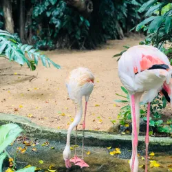 Dehiwala Zoo (National Zoological Gardens) - Maharagama