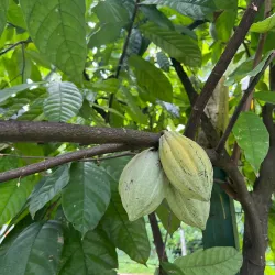 Matale Spice Gardens - Matale