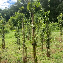 Matale Spice Gardens - Matale