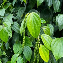 Matale Spice Gardens - Matale