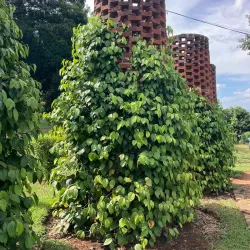 Matale Spice Gardens - Matale