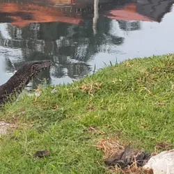 Lunawa Lagoon - Moratuwa
