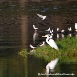 Lunawa Lagoon - Moratuwa