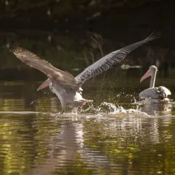 Lunawa Lagoon - Moratuwa