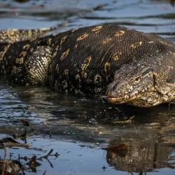 Lunawa Lagoon - Moratuwa