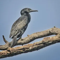 Lunawa Lagoon - Moratuwa