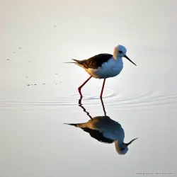 Lunawa Lagoon - Moratuwa