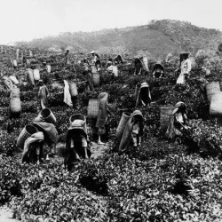 Tea Plantations - Nawalapitiya
