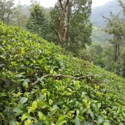 Tea Plantations - Nawalapitiya