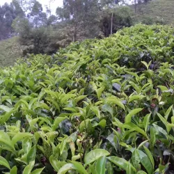 Tea Plantations - Nawalapitiya