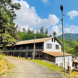 Tea Plantations - Nawalapitiya