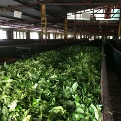 Tea Plantations - Nawalapitiya