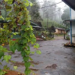 Tea Plantations - Nawalapitiya