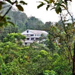 Tea Plantations - Nawalapitiya