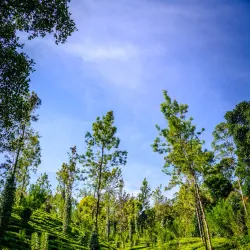 Tea Plantations - Nawalapitiya
