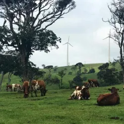 Ambewela Farm - Nuwara Eliya